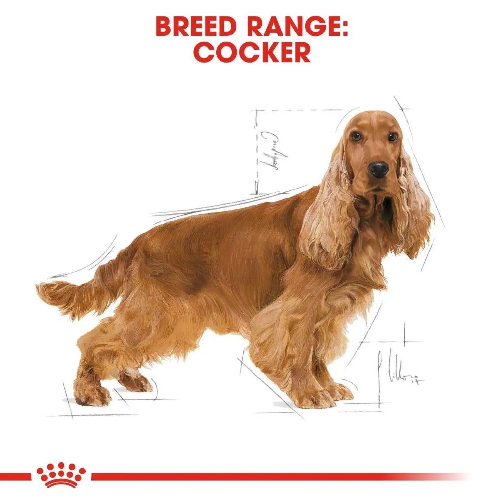 Royal Canin Cocker Adult 3kg Dry Dog Food - Breed Health Nutrition